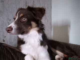 Border Collie dogs - Advert 13