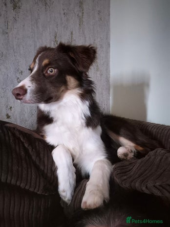 Border Collie dogs - Advert 13