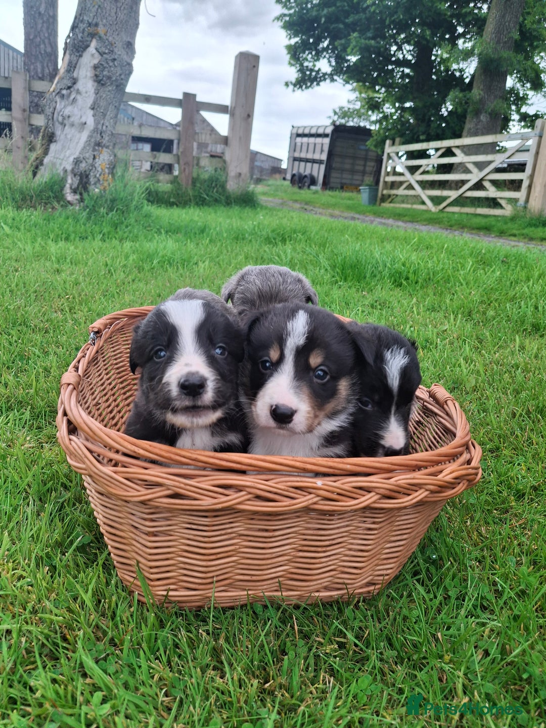Border Collie dogs for sale: Border collie puppies for sale  - Image 2