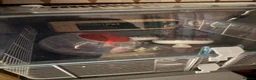Hamster rodents for sale: Syrian Hamster/Cage x2 / Accessories  in Newton Aycliffe - Advert 3