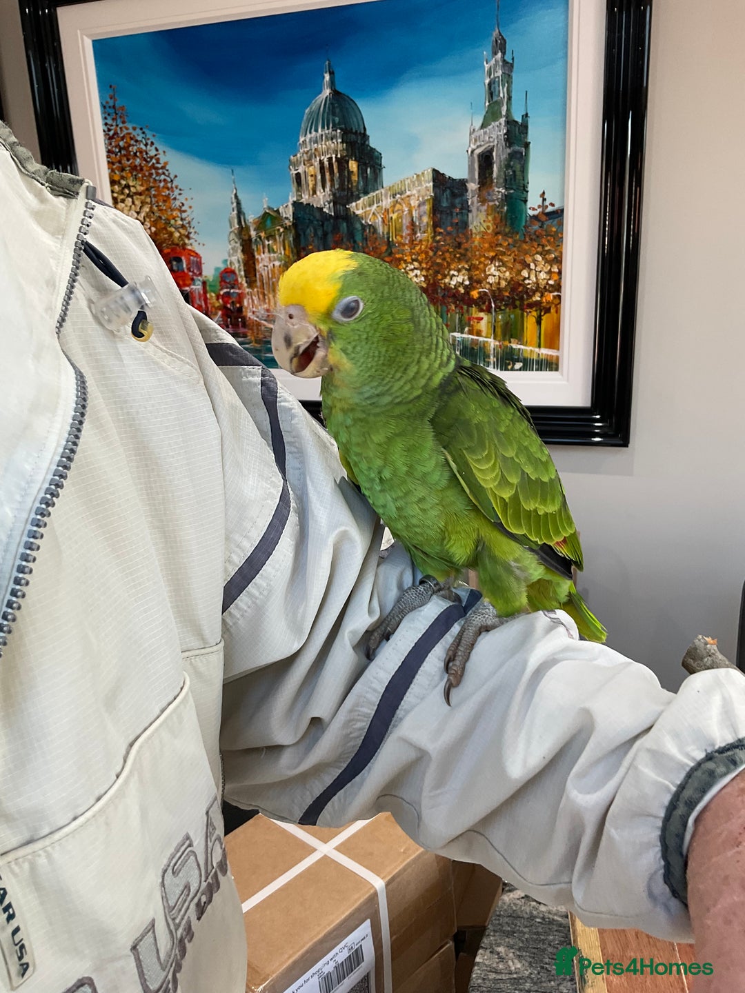 Parrots birds for sale: BABY HANDREARED DOUBLE YELLOW HEADED AMAZONS - Image 5