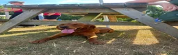 Golden Retriever dogs for sale: Bella red fox retriever  in Haywards Heath - Advert 5