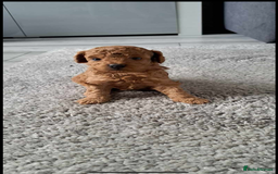 Toy Poodle dogs for sale: Beautiful Toy Poodle Puppies - Image 1