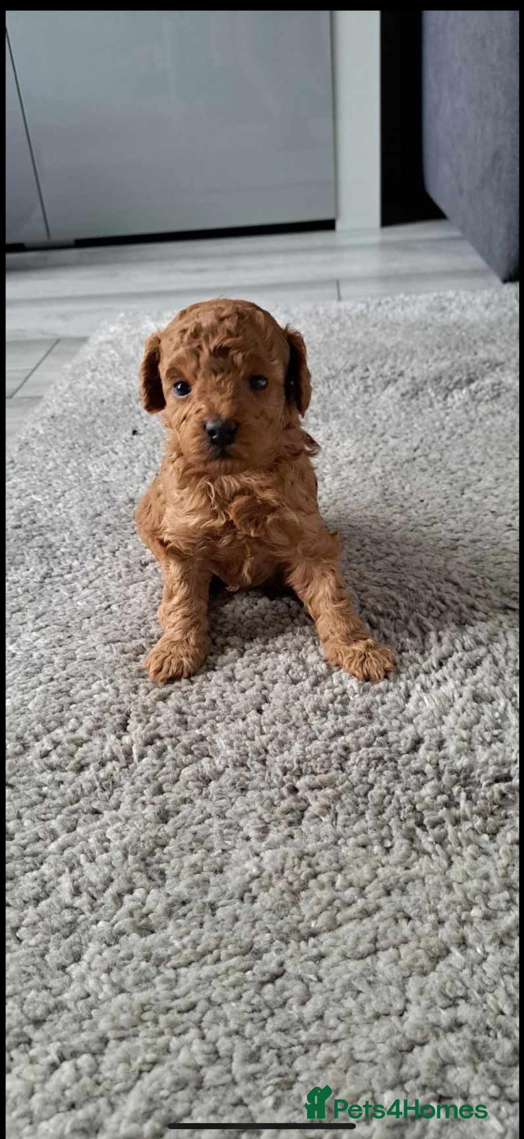 Toy Poodle dogs for sale: Beautiful Toy Poodle Puppies - Image 1