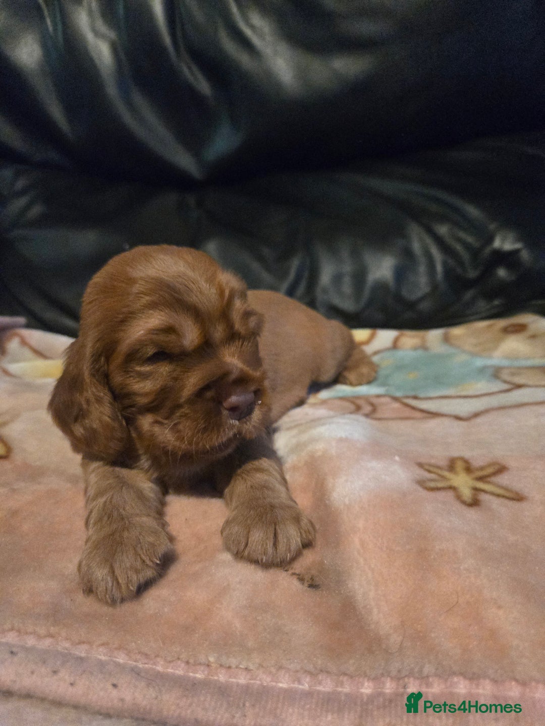 Mixed Breed dogs for sale: Beautiful Cockalier Puppies - Advert 8