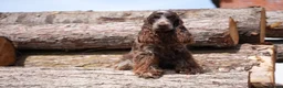 Cocker Spaniel dogs for sale: Exceptionally well health tested Kc show cockers - Advert 4