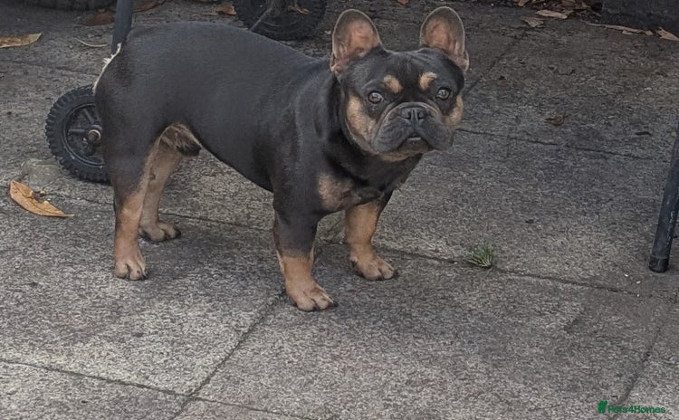 French Bulldog dogs - Advert 10