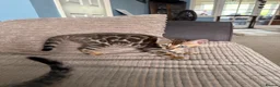 Bengal cats for sale: TICA Bengal kittens available.  - Advert 18