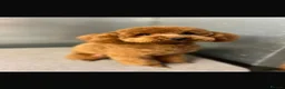 Cavapoochon dogs for sale: 2 beautiful girl cavapoochon puppies  - Advert 4