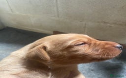 Labrador Retriever dogs for sale: Fox Red Labrador Puppies  - Image 5