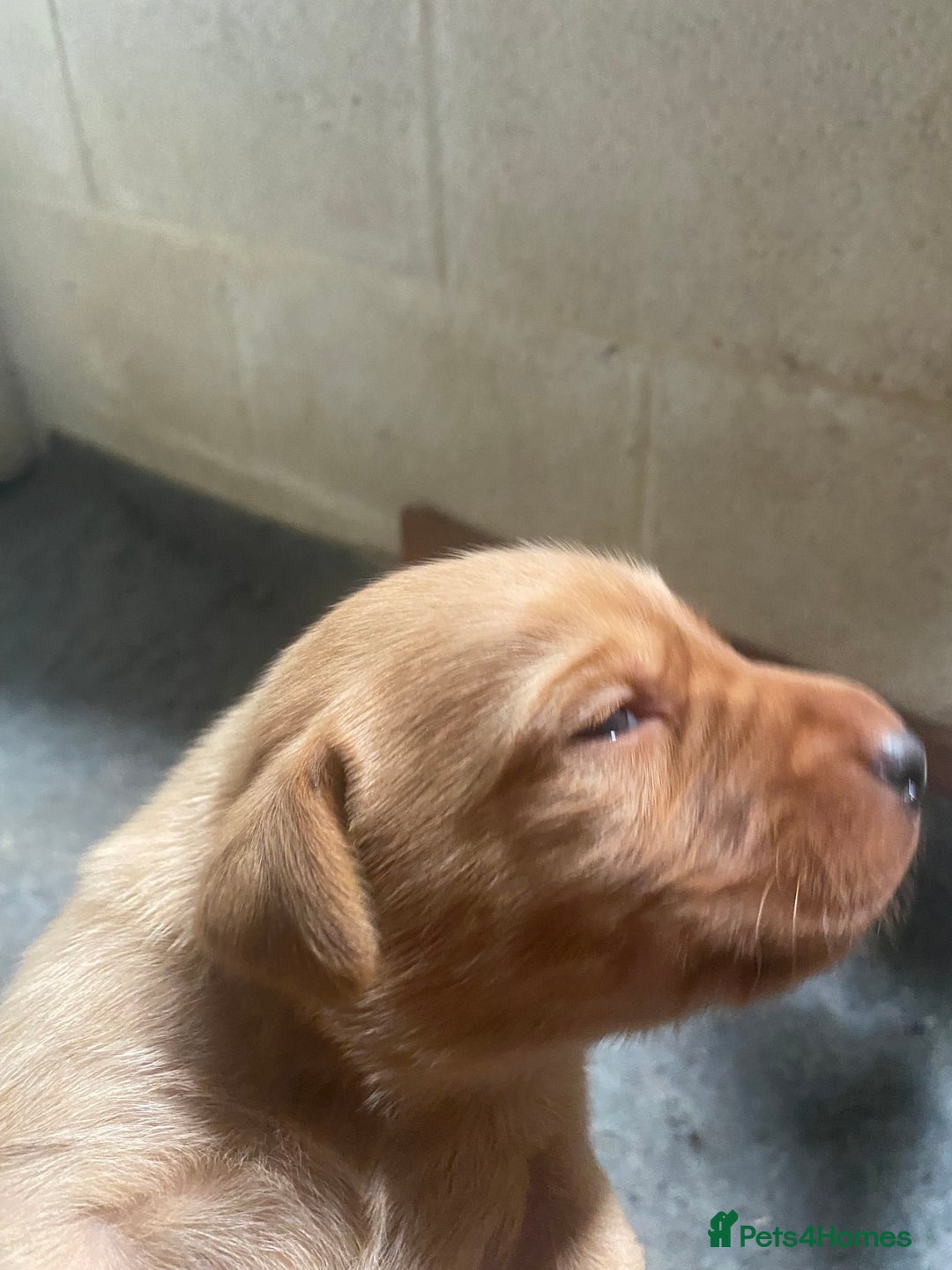 Labrador Retriever dogs for sale: Fox Red Labrador Puppies  - Image 5