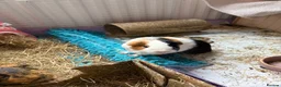 Guinea Pig rodents for sale: 4 Female Guinea pigs  - Advert 4