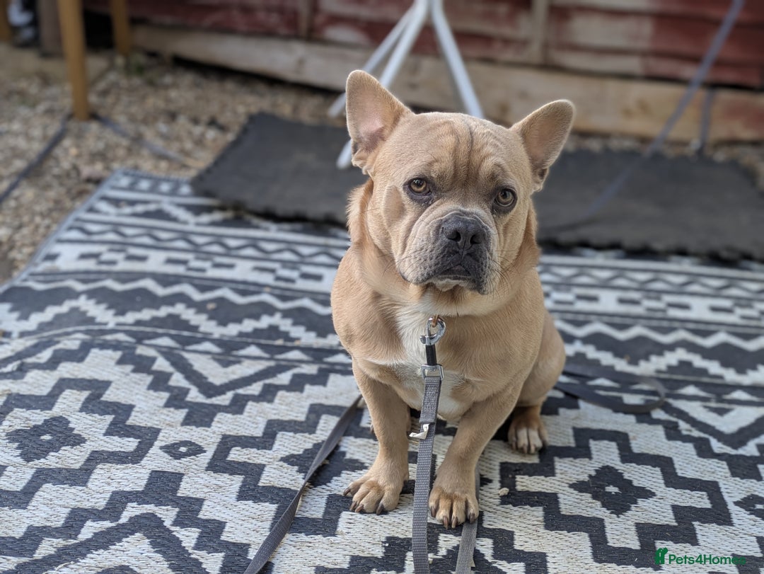Mixed Breed dogs for sale: 9 months old playful french bulldog mix - Image 3