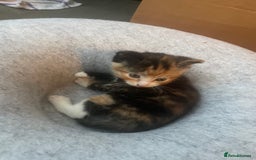 Domestic Shorthair cats for sale: Adorable kittens  - Image 14