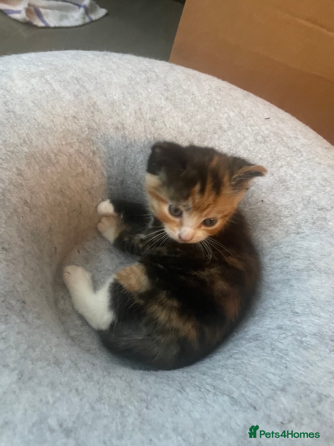 Domestic Shorthair cats for sale: Adorable kittens  - Image 14