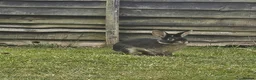 Rex rabbits for sale: Male black otter-rex bunny in Reading - Advert 4