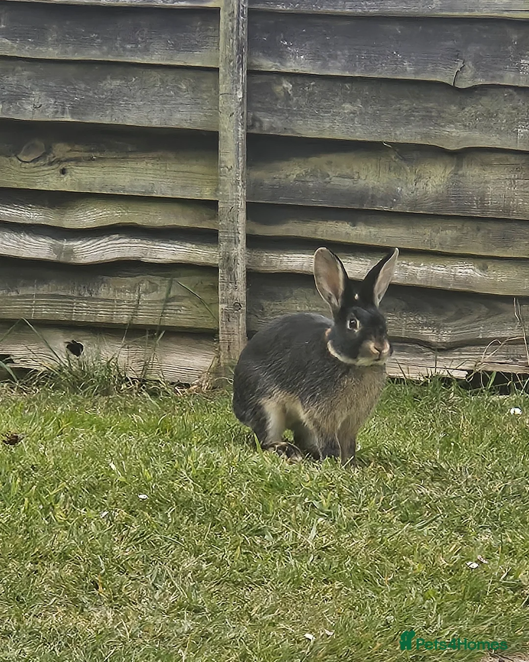 Rex rabbits for sale: Male black otter-rex bunny in Reading - Advert 4