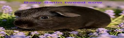 Guinea Pig rodents for sale: Lots of pairs of Guinea Pigs Mixed Colours Come 👀 - Advert 1