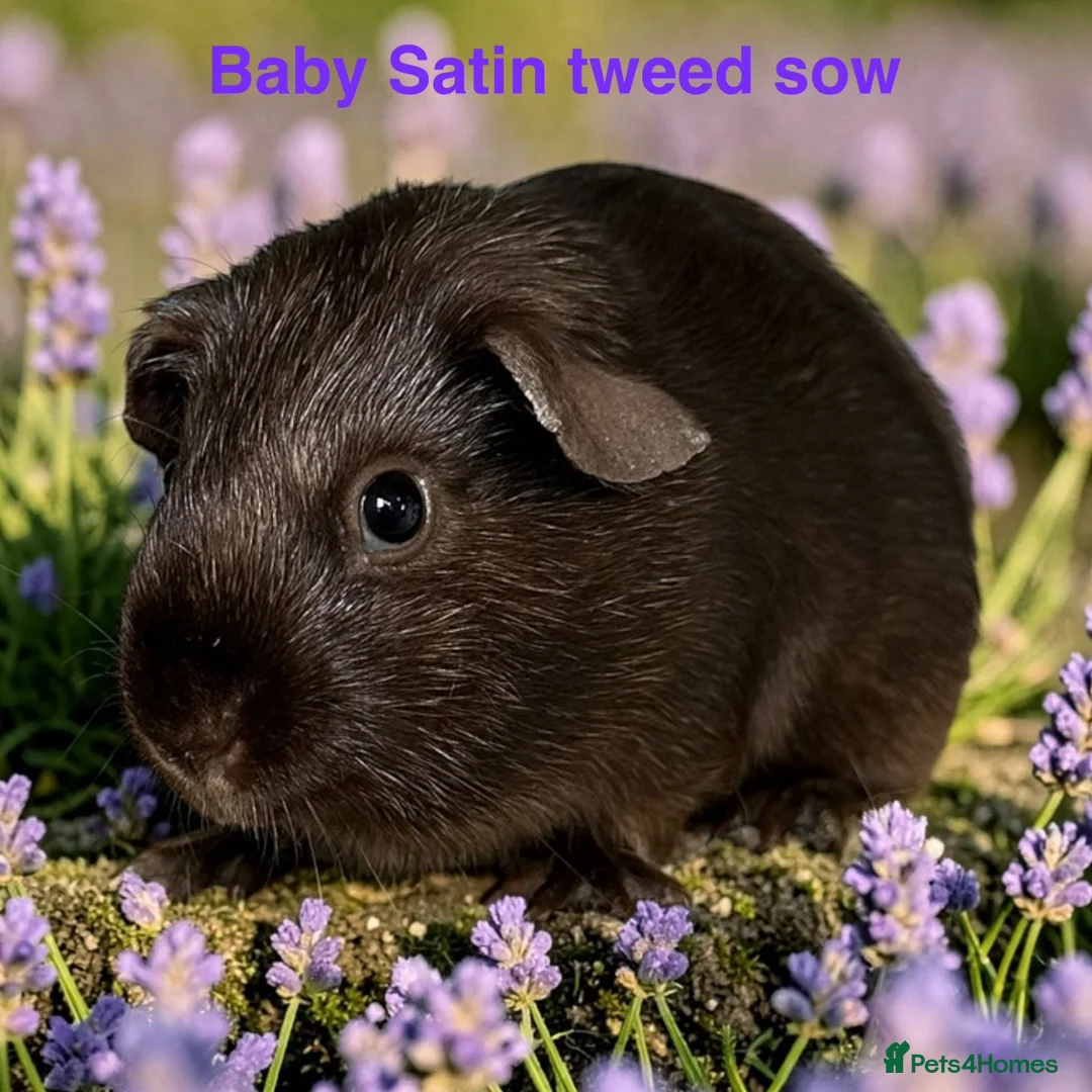 Guinea Pig rodents for sale: Lots of pairs of Guinea Pigs Mixed Colours Come 👀 - Advert 1