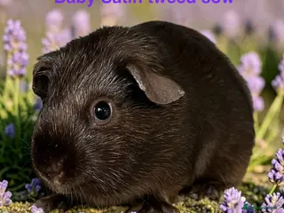 Guinea Pig rodents Lots of pairs of Guinea Pigs Mixed Colours Come 👀 - Advert 1