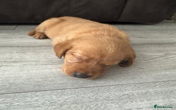 Goldador dogs for sale: Golderdor puppies  - Image 3