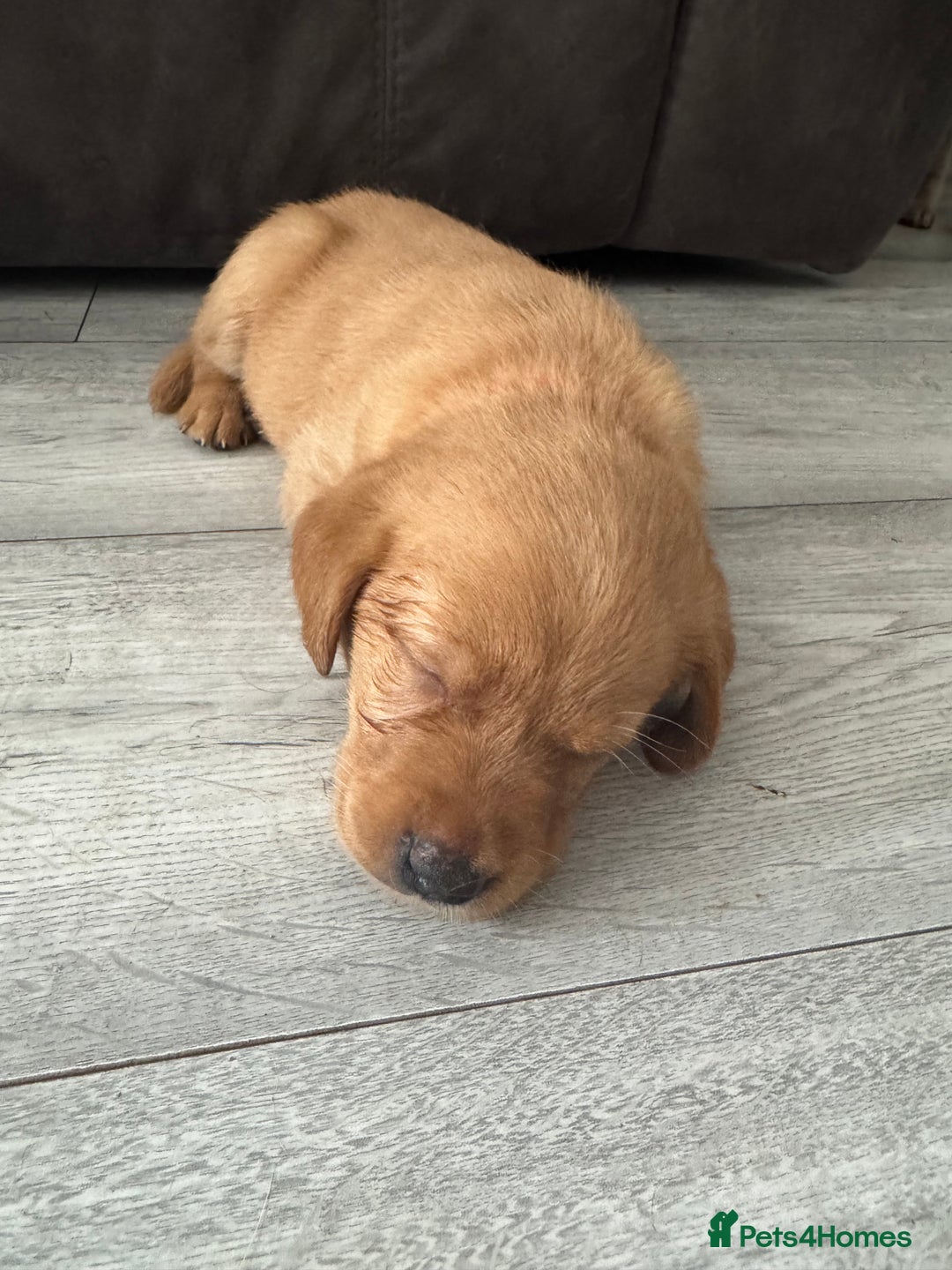 Goldador dogs for sale: Golderdor puppies  - Image 3