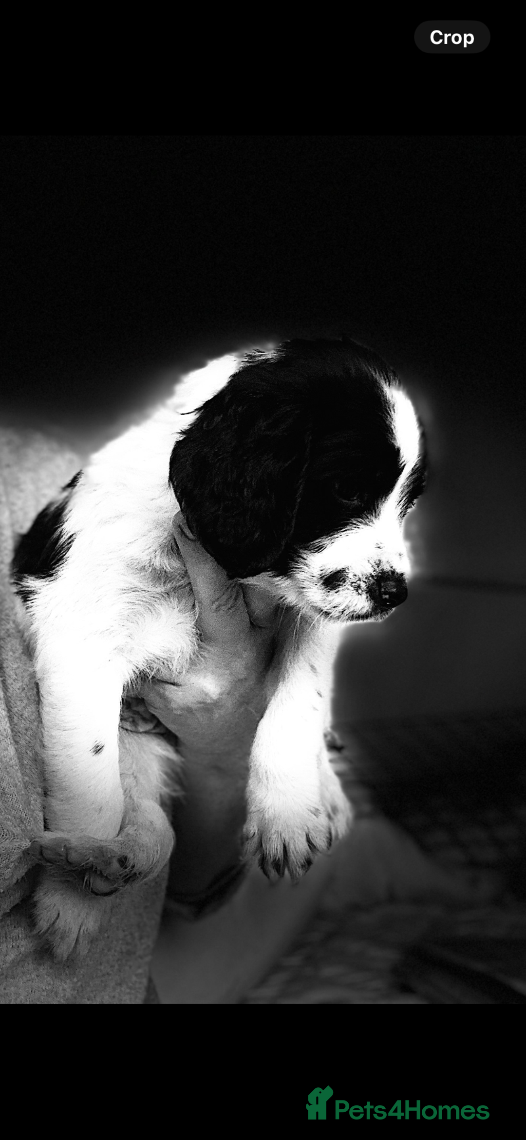 English Springer Spaniel dogs for sale: Beautiful  - Image 11