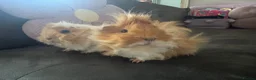 Guinea Pig rodents for sale: Two gorgeous fluffy female piggies  - Advert 9