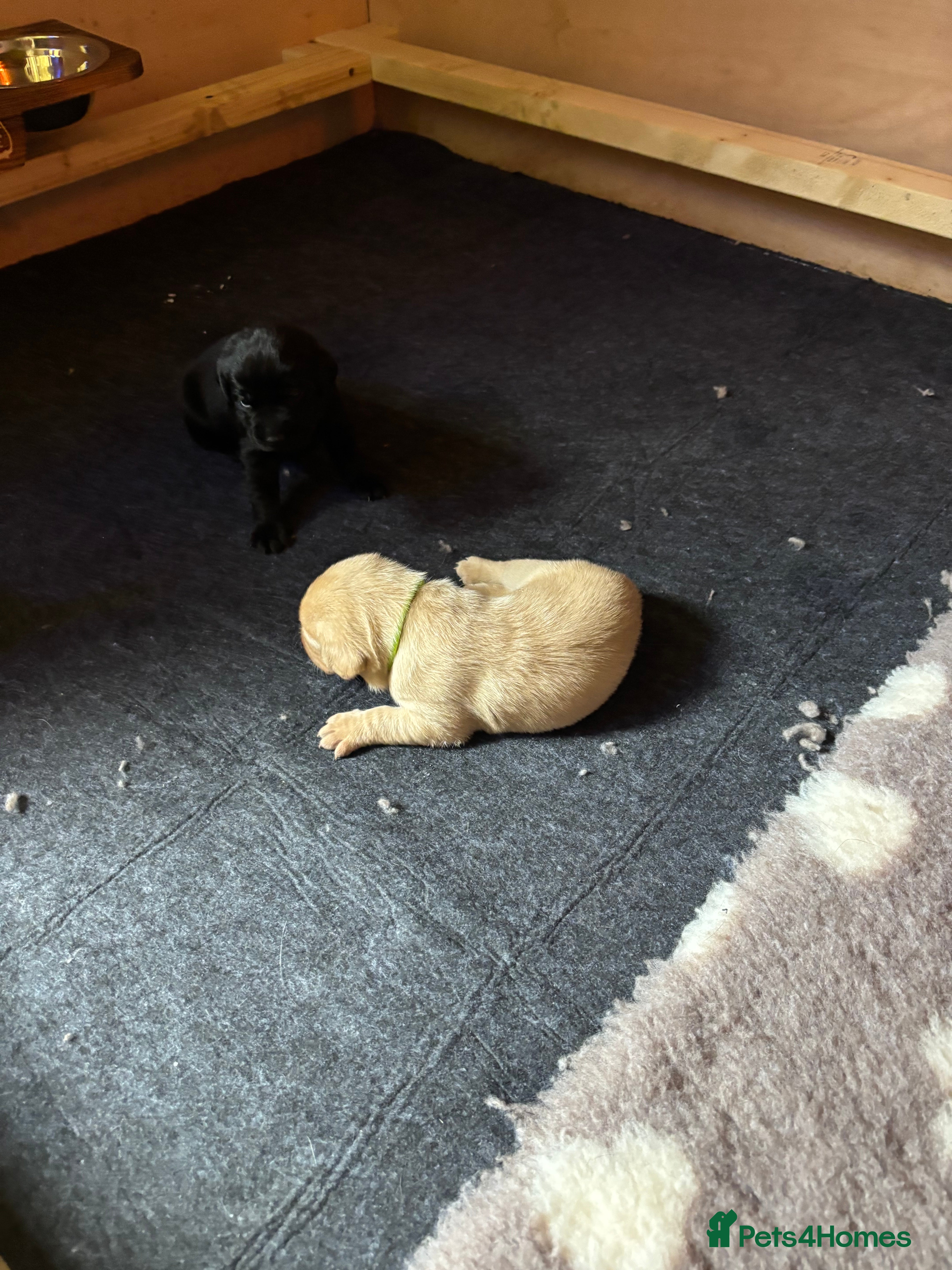 Labrador Retriever dogs Labrador Puppies For Sale! - Advert 2