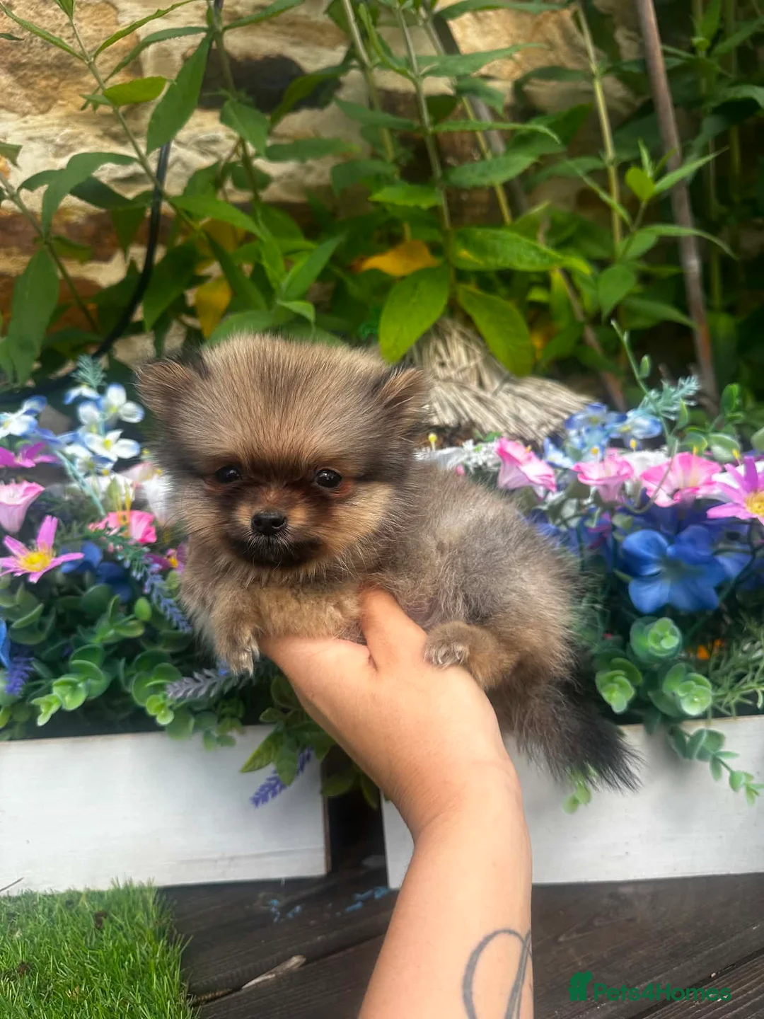 Pomeranian dogs for sale: Ultra tiny teddy bear Pomeranian boy - Advert 2