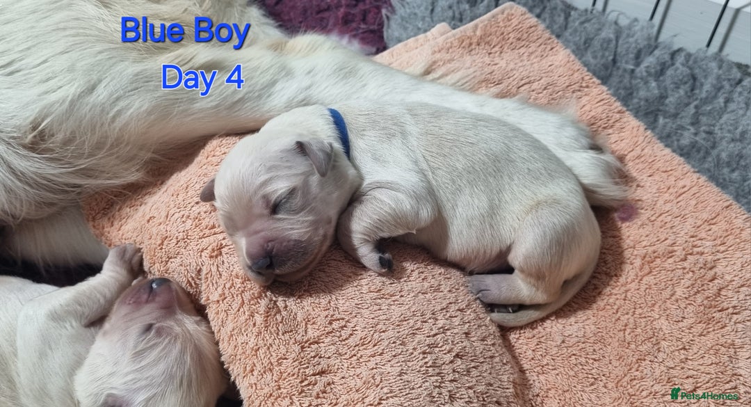 Golden Retriever dogs for sale: Golden Retriever Pups-FULLY HEALTH TESTED PARENTS  - Advert 7