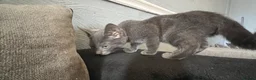 Mixed Breed cats for sale: Beautiful kittens for sale  - Advert 13