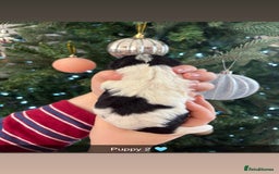 Mixed Breed dogs for sale: Cavalier King Charles x Pomeranian  - Image 5