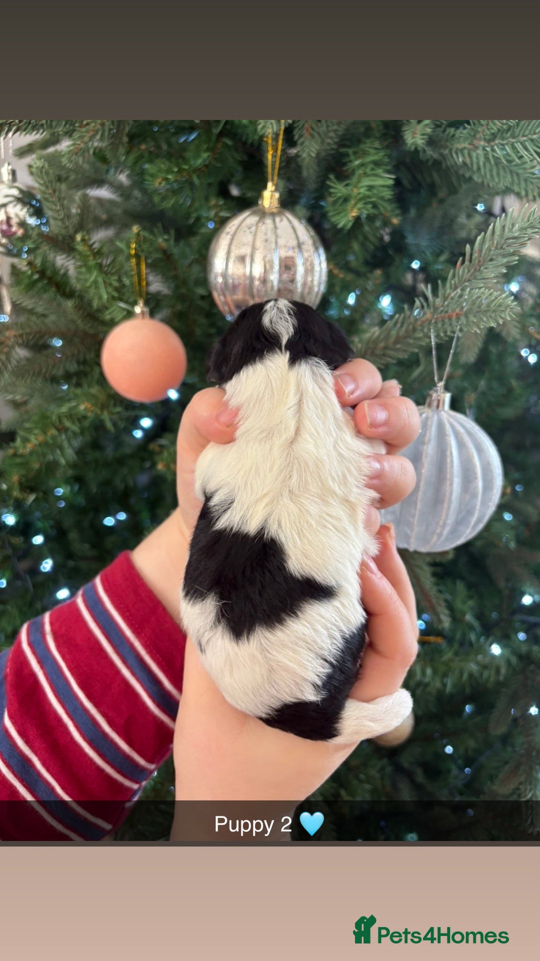 Mixed Breed dogs for sale: Cavalier King Charles x Pomeranian  - Image 5