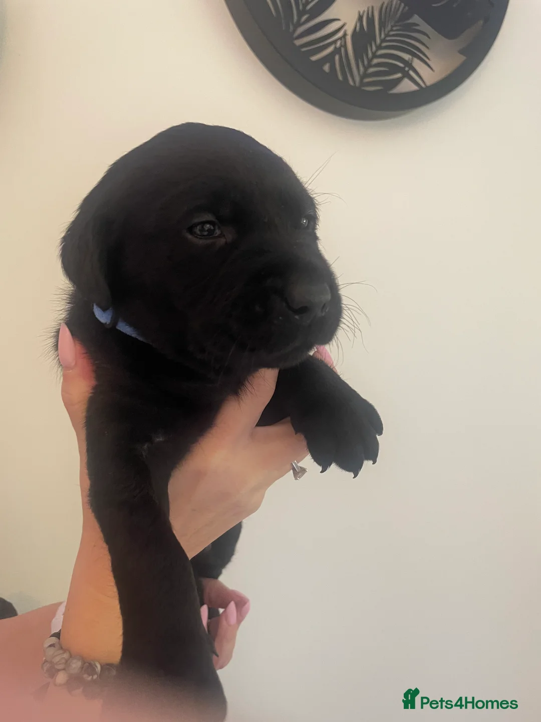 Labrador Retriever dogs for sale: 9 Pedigree Labrador Puppies (Boys & Girls) - Advert 10