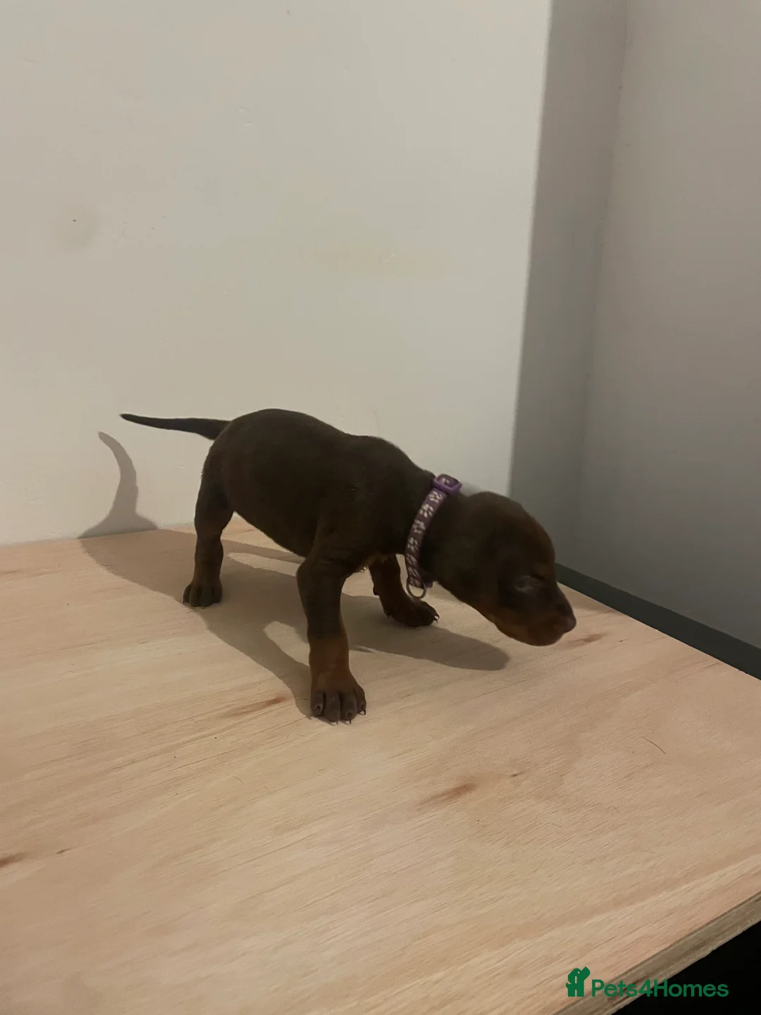 Dobermann dogs for sale: dobermann pinscher - Advert 16