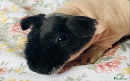 Guinea Pig rodents for sale: Pair of skinny pig baby boys ready now - Image 8