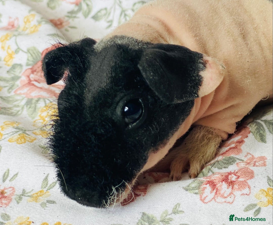 Guinea Pig rodents for sale: Pair of skinny pig baby boys ready now - Image 8