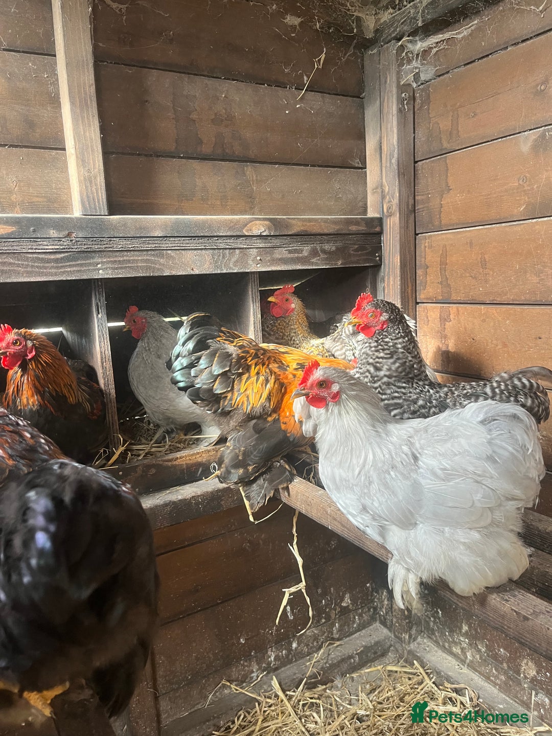Chickens poultry for sale: Pekin bantam cockerels  - Image 1