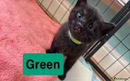 Mixed Breed cats for sale: Beautiful black kittens for sale  - Image 4