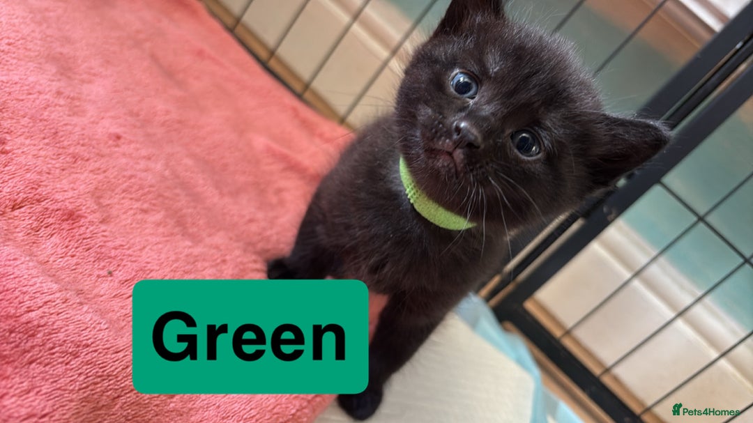 Mixed Breed cats for sale: Beautiful black kittens for sale  - Image 4