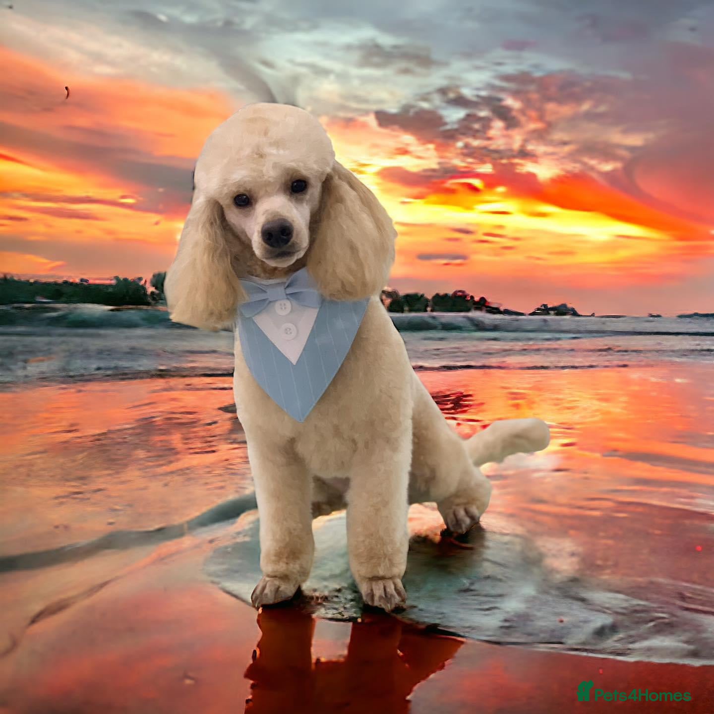 Poodle dogs Elvis - Apricot poodle - Advert 2