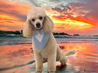 Poodle dogs in Blyth - Advert 2