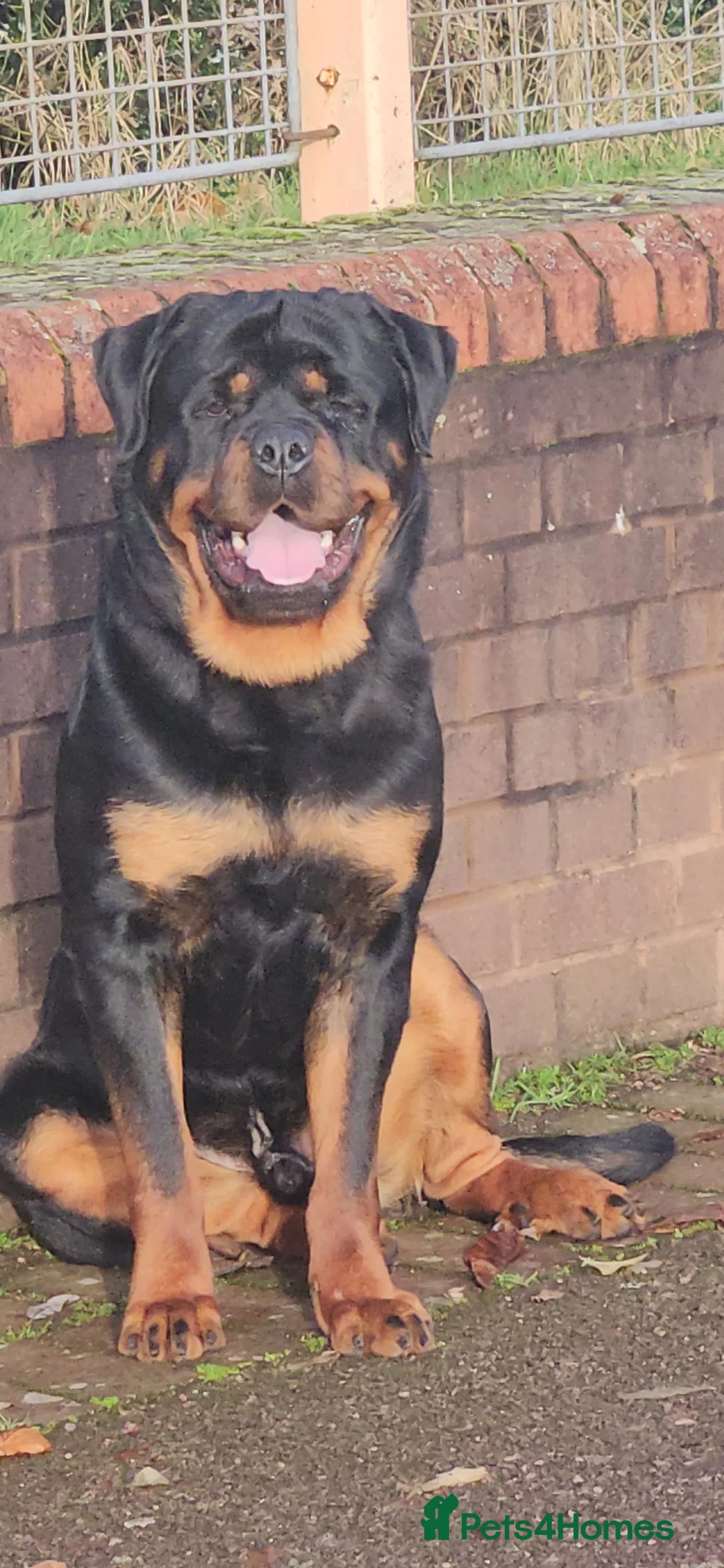 Rottweiler dogs for sale: Paalo - Advert 2