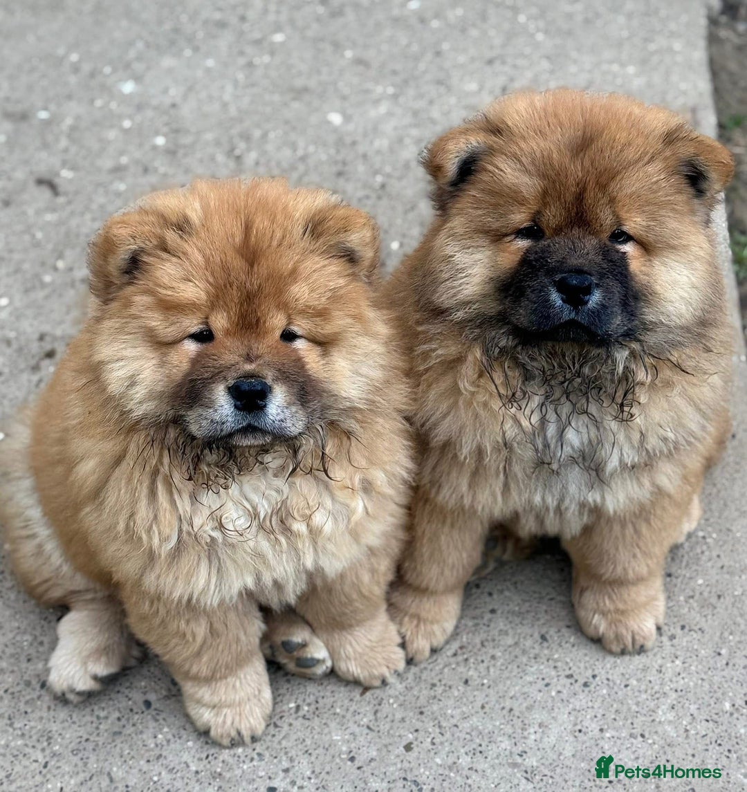 Chow Chow dogs for sale: Kc Registered Chow Chow Pup - Advert 2