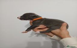 Lurcher dogs for sale: Bull Greyhound - Image 4