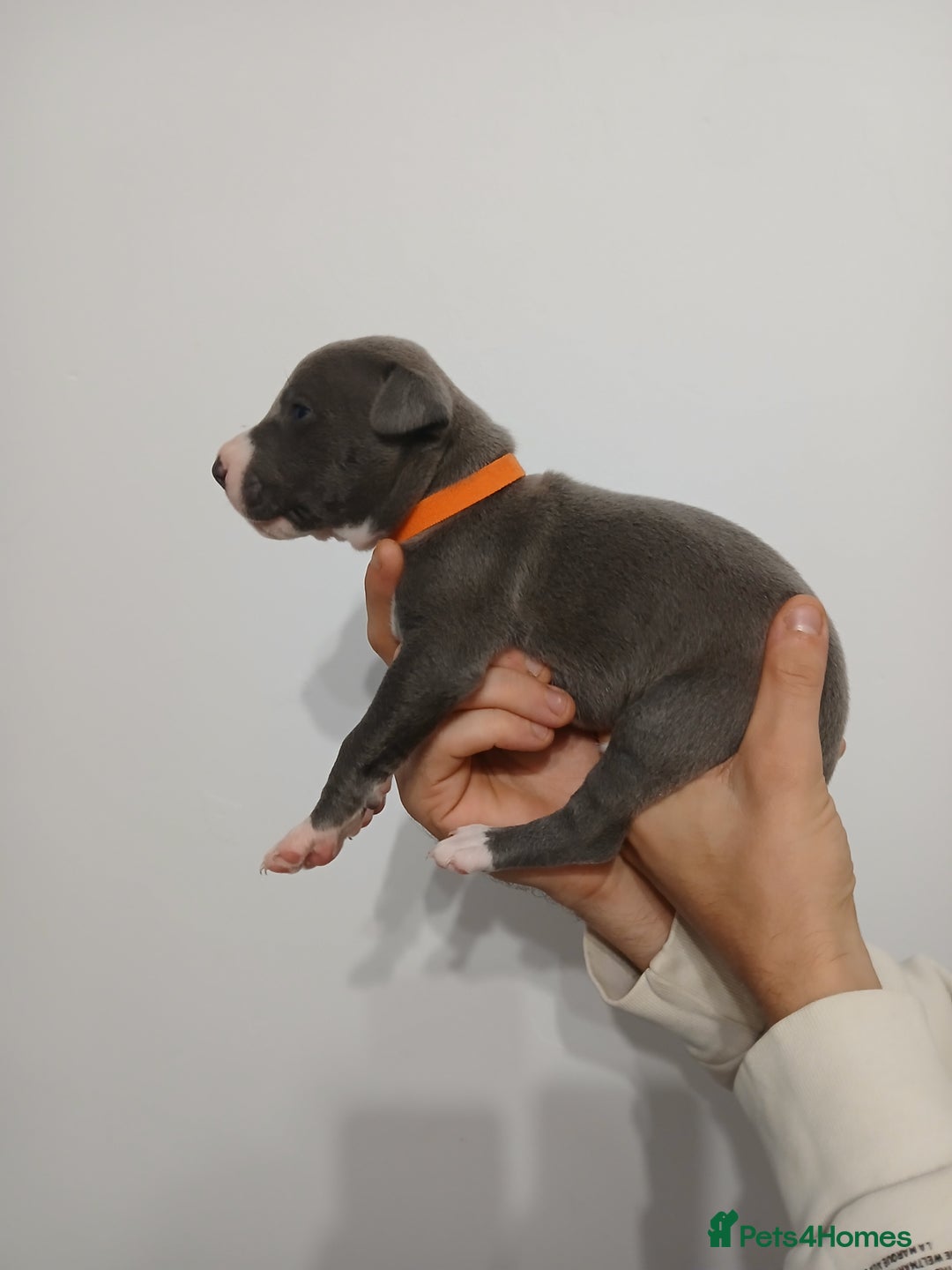 Lurcher dogs for sale: Bull Greyhound - Image 4