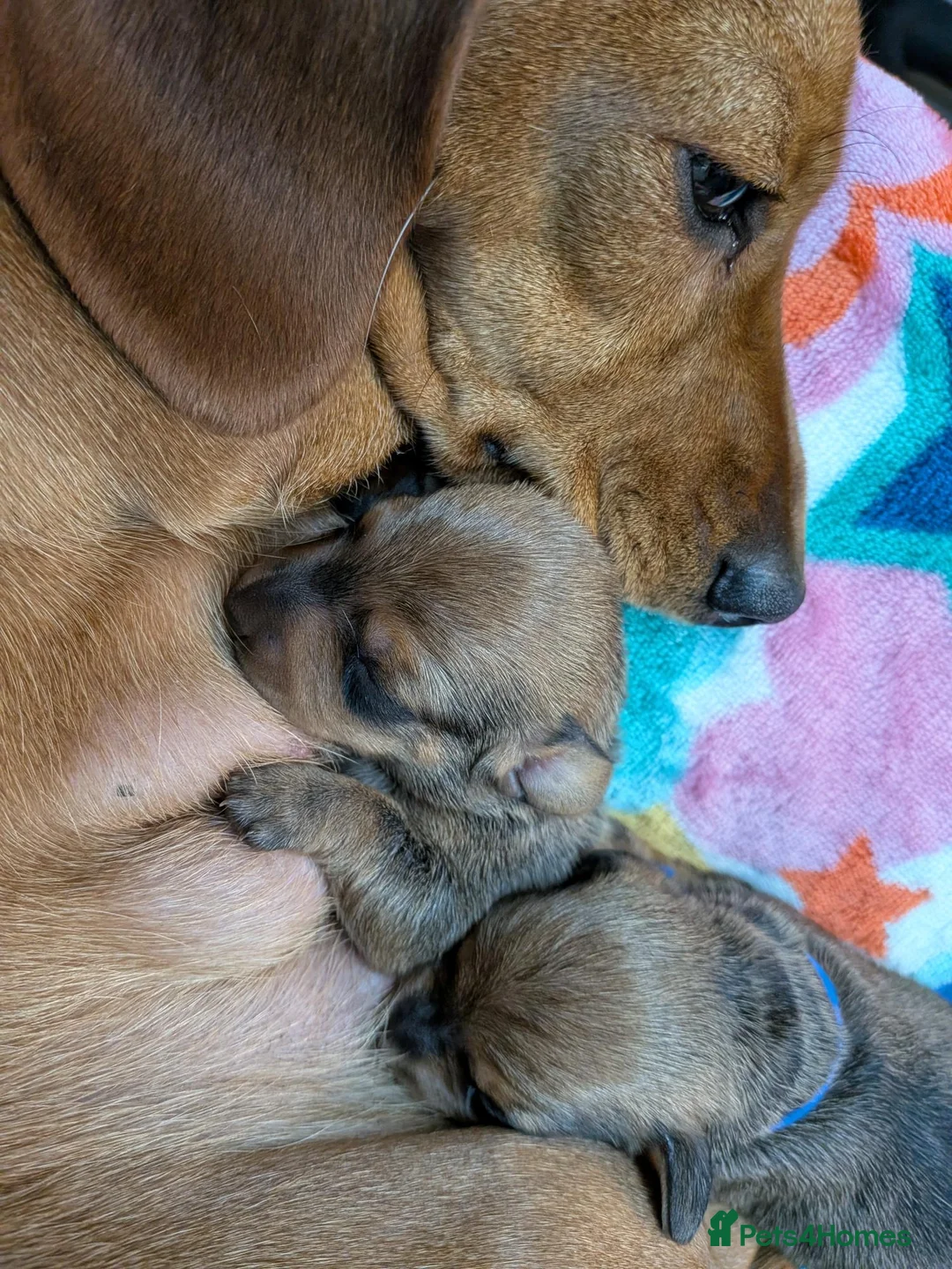 Miniature Dachshund dogs for sale: Mini Smooth Dachshund - Shaded Red Boy  x 2 - Advert 3