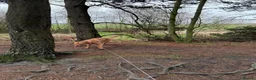 Mixed Breed dogs for sale: Kodi  in Blyth - Advert 2