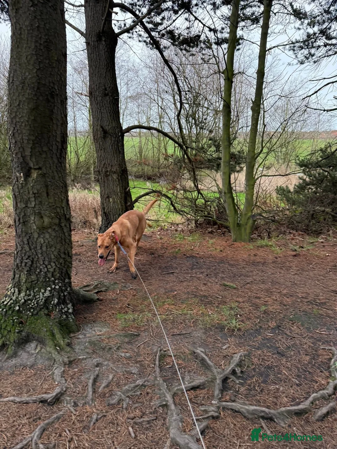 Mixed Breed dogs for sale: Kodi  in Blyth - Advert 2